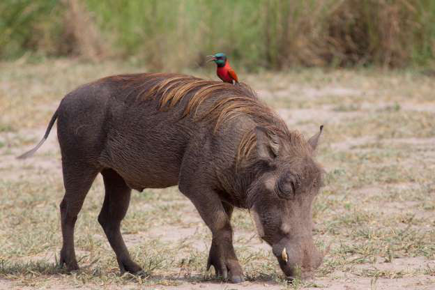 Chim ăn ong trên lưng lợn rừng sa mạc.