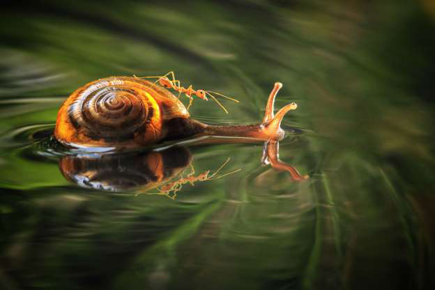 Ốc sên cõng bạn qua "sông".