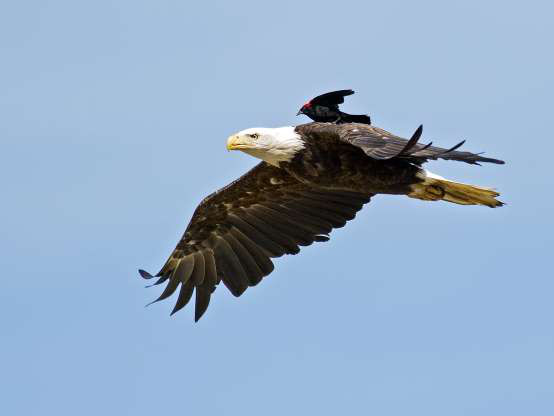 Đại bàng đầu trọc cõng chim hét cánh đỏ trên lưng.