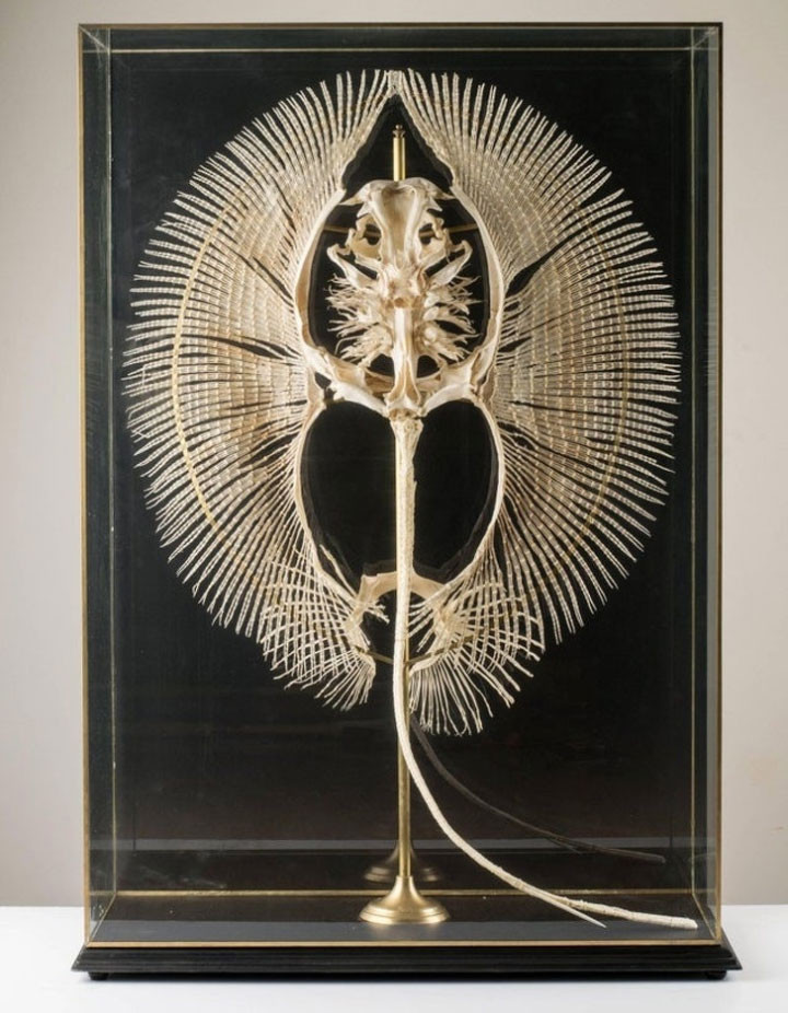  Cận cảnh khung xương của loài cá đuối