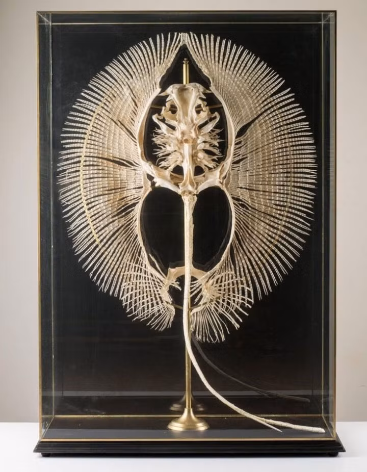  Cận cảnh khung xương của loài cá đuối