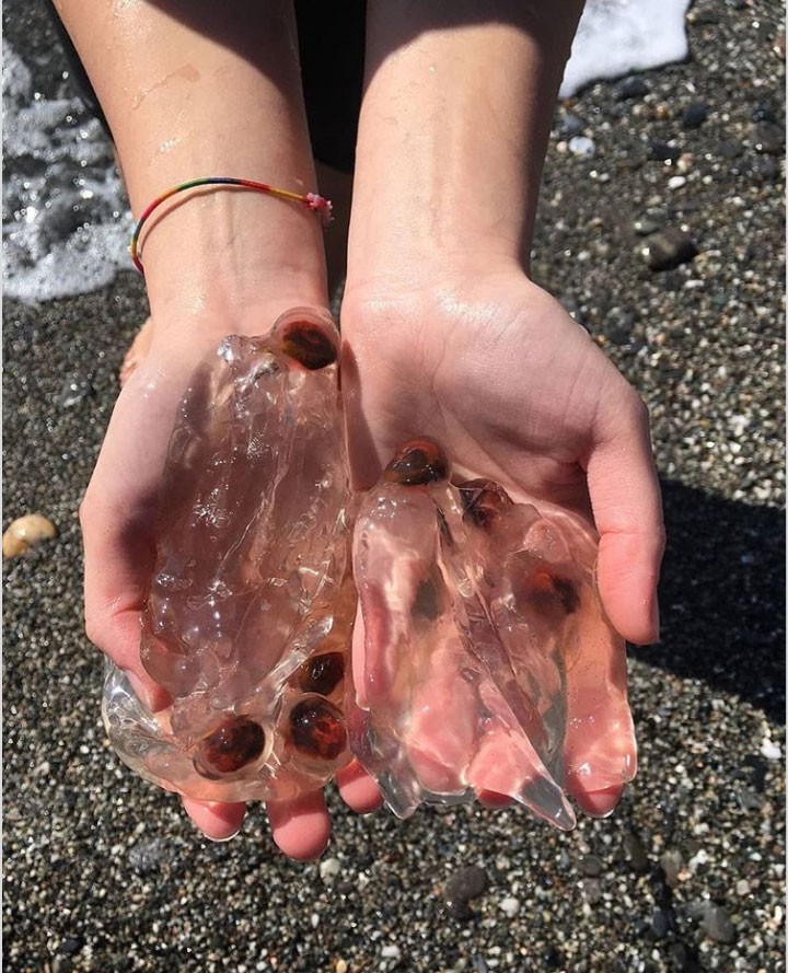 Nếu bắt gặp những sinh vật phù du này, đừng nhầm lẫn với sứa biển