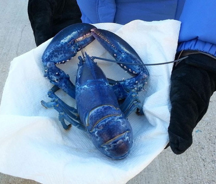  Đây là loài tôm hùm xanh hiếm có - chỉ 1 trên 2 triệu cơ hội bắt được chúng