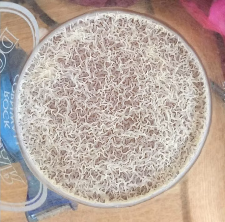  Nếu để cốc bia lâu quá 1 tuần, bạn sẽ thấy nổi lên bề mặt là 1 lớp mỏng chi chít nấm men