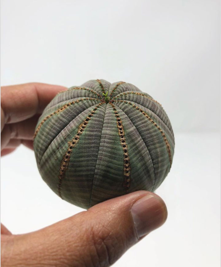  Loài cây mọng nước Euphorbia obesa có thân giống như một...cuộn vải găm kim
