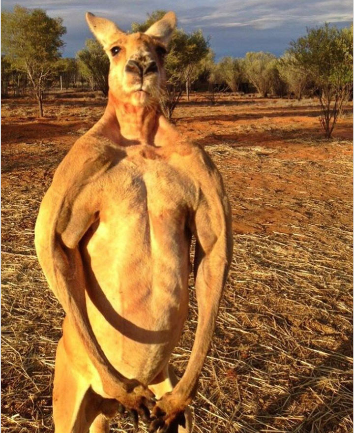  Nhiều chú kangaroo có thân hình trong mơ của các tín đồ tập gym