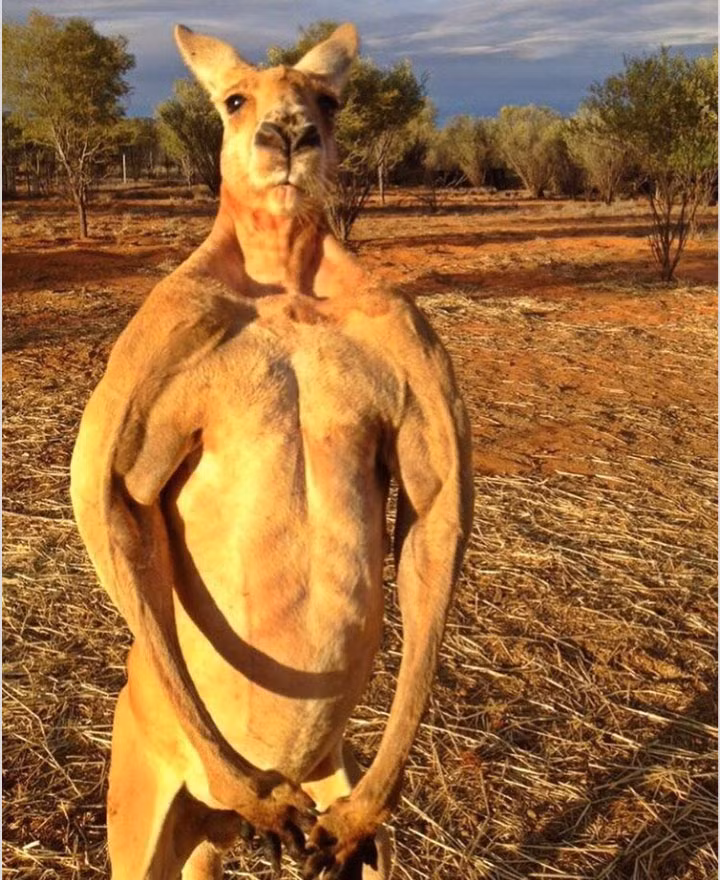  Nhiều chú kangaroo có thân hình trong mơ của các tín đồ tập gym