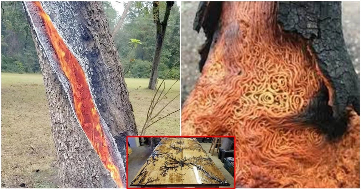 Kinh ngạc hoa văn trên gỗ khi được xung điện, mô phỏng gỗ bị sét đánh Kinh ngac hoa van tren go khi duoc xung dien, mo phong go bi set danh