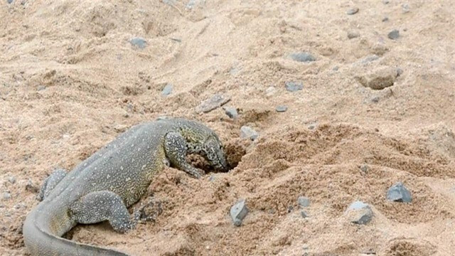 Ky da lieu minh trom trung cua ca sau-Hinh-2