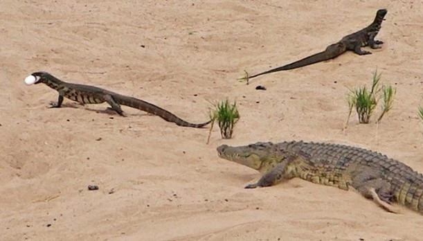 Ky da lieu minh trom trung cua ca sau