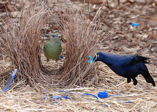 Chim tổ lều: Những con chim bowerbird đực là những nhà thiết kế nhà tối thượng của vương quốc động vật. Để thu hút bạn tình, chúng xây dựng những ngôi đền phức tạp, đầy màu sắc gọi là cung điện. 