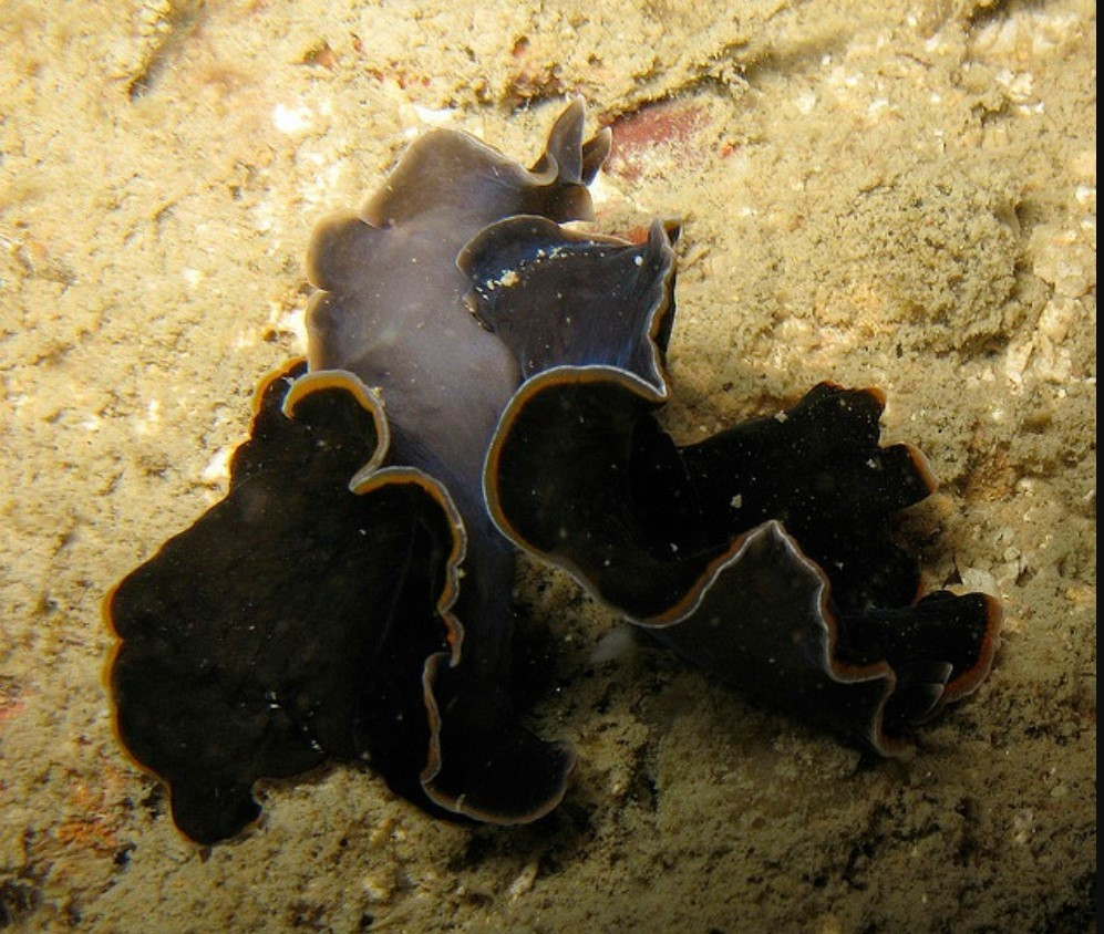  Điều này được thực hiện bằng cách đâm vào mặt dưới của con kia. Con thua cuộc sẽ phải chịu trách nhiệm đẻ và chăm sóc trứng, đây là một gánh nặng đáng kể đối với loài giun dẹp. 