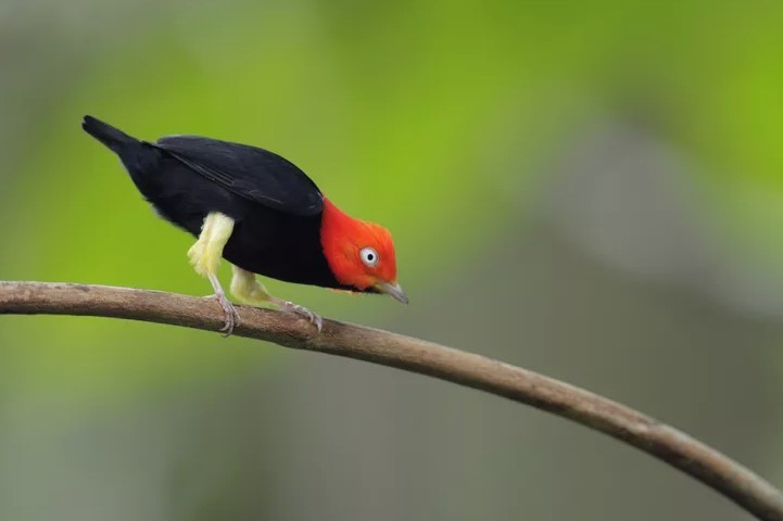 Có khoảng 60 phân loài manakin, tất cả đều tham gia vào các trò hề và màn trình diễn tán tỉnh phức tạp độc đáo. Có ý kiến cho rằng vì loài chim sống ở vùng nhiệt đới có nhiều trái cây để làm thức ăn nên chỉ cần một chim bố hoặc mẹ để nuôi con non.