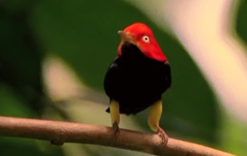 Người cha được tự do theo đuổi nhiều con cái hơn, và do đó cần nâng cao kỹ thuật thu hút của mình, tận dụng tối đa "quyền tự do giao phối với nhiều con cái, đồng thời cạnh tranh với những con chim đối thủ".