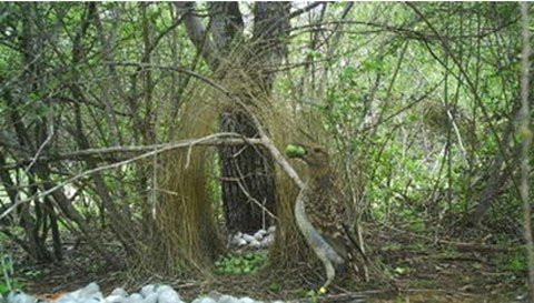  Những chiếc nơ thường được trang trí bằng những đồ vật sáng màu, khác nhau tùy theo loài. Bowers được chế tạo bằng bất cứ thứ gì từ hoa, quả mọng và vỏ sò cho đến hạt nhựa và nắp chai, đồng xu, kính vỡ hoặc thậm chí cả vỏ súng trường. 