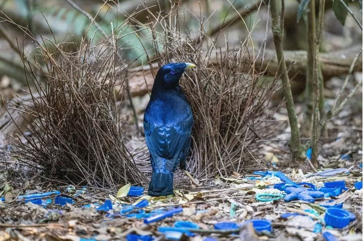  Những con chim cánh cụt đực lớn thậm chí còn sử dụng phối cảnh bắt buộc để làm cho chiếc nơ trông hoành tráng hơn. Sau đó, con cái sẽ chọn bạn đời của mình dựa trên năng lực nghệ thuật của anh ta. 
