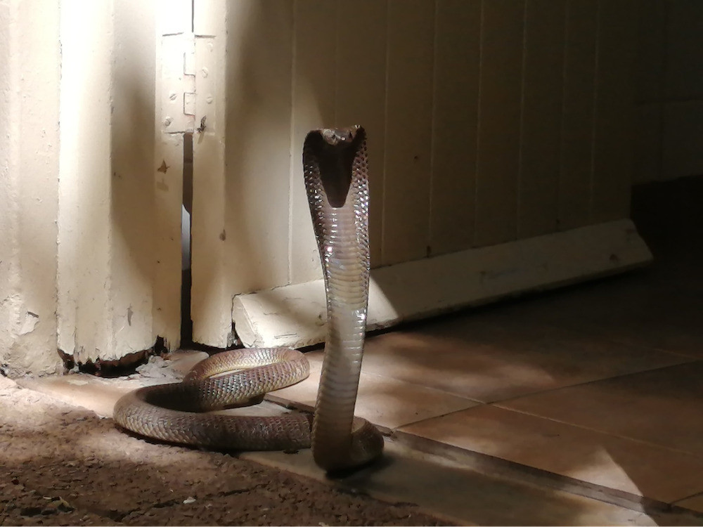 Thường là những con rắn vô hại bò qua đường ống, chẳng hạn như rắn trong vườn hoặc trên cây. Đó là bởi vì những con rắn này mảnh mai hơn những con có nọc độc và có thể chui lọt qua các đường ống. Mặc dù, một số con rắn đã xuất hiện trong nhà vệ sinh của người dân ở Nam Mỹ và Úc.