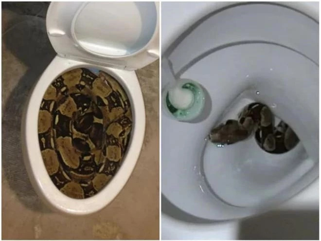 br/> 1. Rắn: Rắn chỉ thích những nơi mát mẻ, ẩm ướt và tối và đó là lý do tại sao đường ống nhà vệ sinh của bạn có thể rất hấp dẫn đối với chúng. Tuy nhiên, thứ thúc đẩy sinh vật này đến ngay từ đầu là cống rãnh có thức ăn thừa mà chúng có thể ăn.