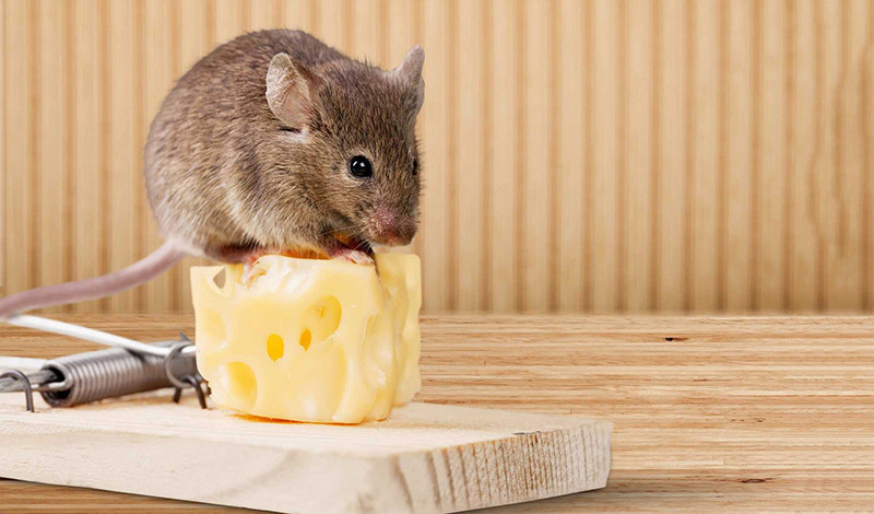  Phải làm gì: Trước tiên, bạn cần đảm bảo rằng không có lỗ hổng hoặc vết nứt nào ở bên ngoài ngôi nhà của bạn. Ngoài ra, nếu bạn có dây trên tường, bạn có thể cần xem xét lại vì loài gặm nhấm có thể trèo qua chúng và vào nhà bạn.