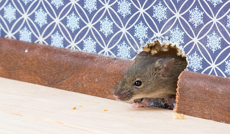  Một dấu hiệu khác là các gói thức ăn đã bị nhai hoặc rơi vãi khắp nhà. Chuột tìm đường quanh nhà bạn rất dễ dàng và nếu bạn nhận thấy dù chỉ một con rơi xuống, có thể có nhiều con sống rất gần bạn. 