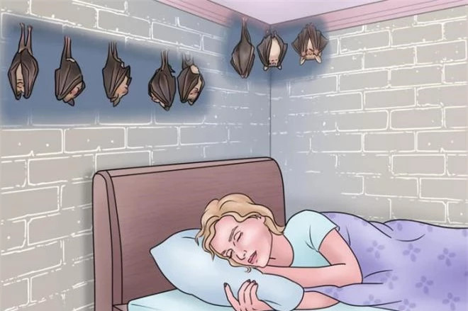 7. Dơi: Dơi là sinh vật sống về đêm dành thời gian ở bên ngoài vào ban đêm và ngủ vào ban ngày. Điều này có nghĩa là nếu bạn từng nghe thấy chúng trong tường của mình , thì đó sẽ là ngay trước khi chạng vạng tối khi chúng chuẩn bị rời đi.