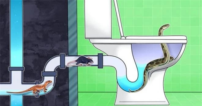 Để tránh những sinh vật đáng sợ này vào nhà, bạn thực sự cần phải làm sạch nhà vệ sinh của bạn thường xuyên và gọn gàng. Chất tẩy rửa khử trùng là hoàn hảo cho công việc đó và nếu bạn muốn thứ gì đó rẻ hơn, bạn có thể sử dụng giấm rượu vang trắng hoặc muối nở (baking soda). Bạn cũng có thể mua một trong những chất làm mát đó dính ở thành bồn cầu và tỏa ra mùi thơm mỗi khi bạn xả nước.