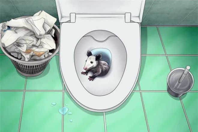 5. Thú có túi ôpôt: Opossums vào nhà bằng cách leo trèo, vì vậy bạn có thể cần kiểm tra bên ngoài ngôi nhà của mình để biết các điểm vào, bao gồm cả mái nhà. Chúng cũng khá ồn ào, gây chú ý bằng tiếng rít và tiếng la hét.