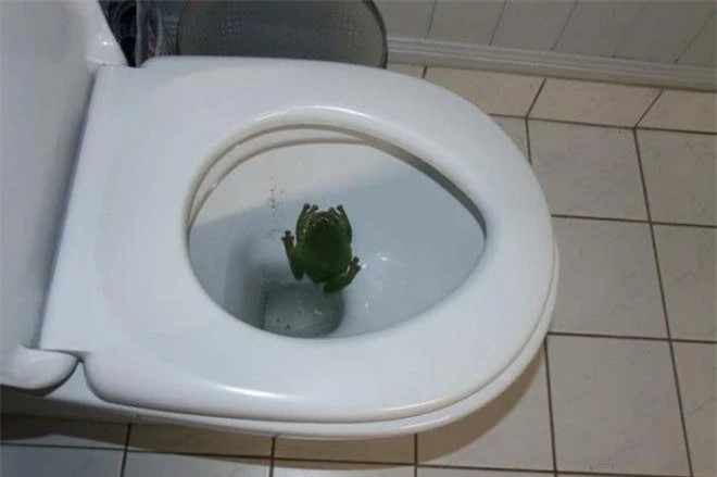 6. Ếch: Những sinh vật nhỏ nhầy nhụa này cũng có thể ghé thăm phòng tắm của bạn mà không được phép. Năm ngoái, một cuộc xâm chiếm nhà vệ sinh hàng loạt đã xảy ra ở Anh và nguyên nhân được giải thích là do ếch sinh sản được đặt trong hệ thống nước thải. Ngoài ra, đôi khi người ta tin rằng ếch vào nhà qua ống thông hơi. 