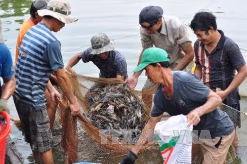 Loai vat nuoi duoi nuoc nay o Tra Vinh tang gia tot, dan thu lai