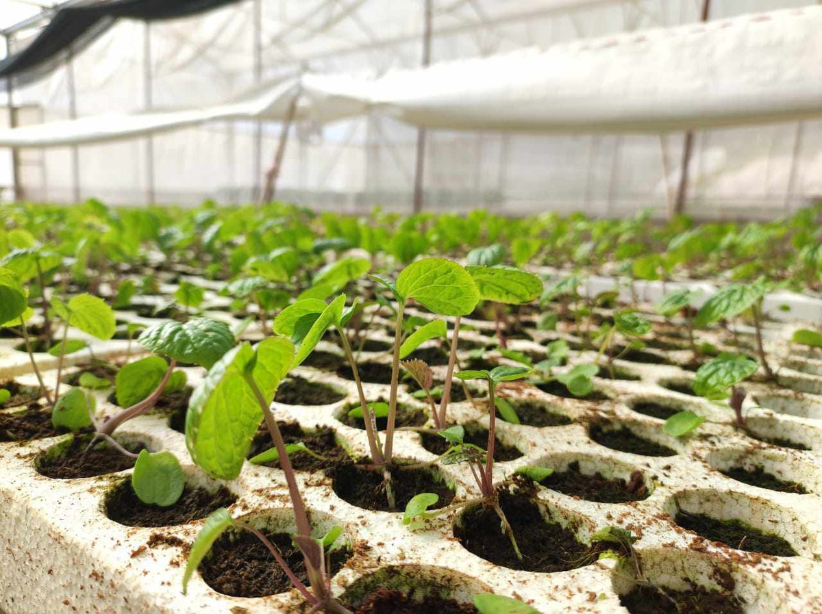 Trong cay gia vi, nguoi dan ong thu hoach cu ban 6 trieu/kg-Hinh-2