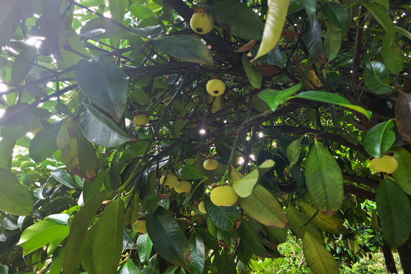 Trong cay dac san, ong nong dan hai 1,2 tan trai, ban 60.000/kg-Hinh-2