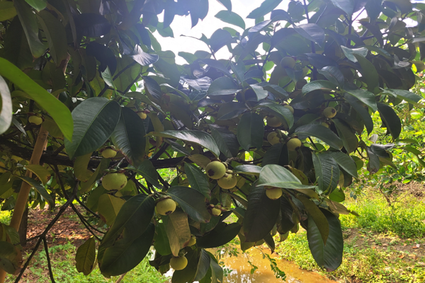 Trong cay dac san, ong nong dan hai 1,2 tan trai, ban 60.000/kg-Hinh-3