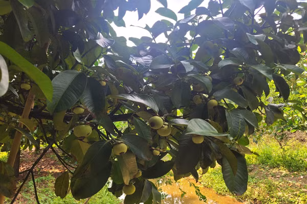 Trong cay dac san, ong nong dan hai 1,2 tan trai, ban 60.000/kg-Hinh-3