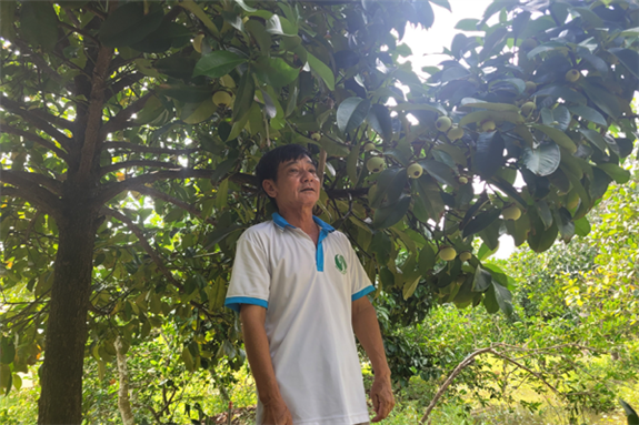 Trong cay dac san, ong nong dan hai 1,2 tan trai, ban 60.000/kg