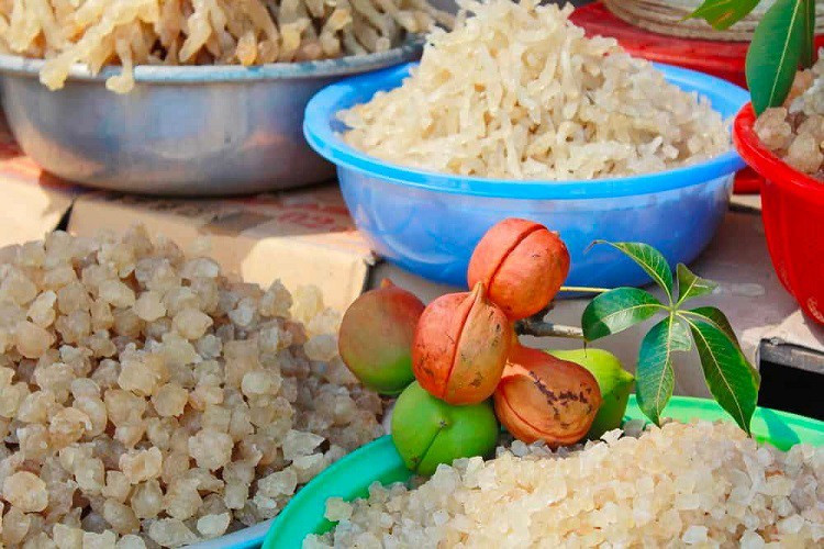 Ninh Thuan co loai nhua cay an nhu to yen, gia tu 220 nghin/kg-Hinh-3