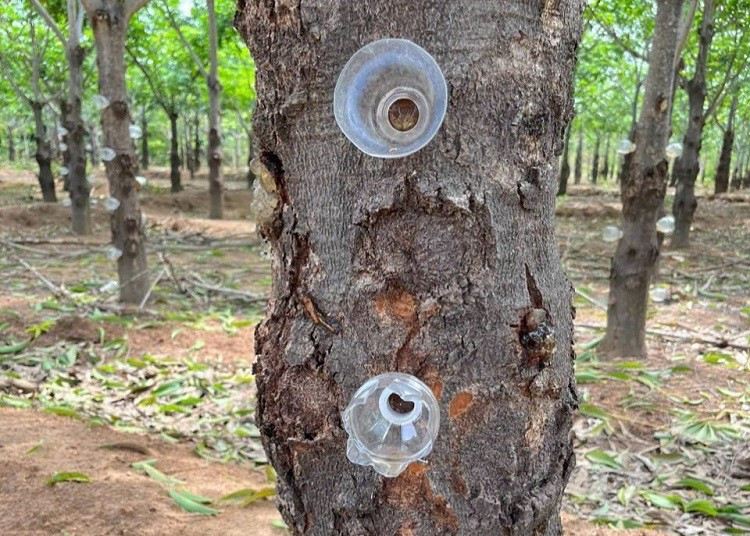 Ninh Thuan co loai nhua cay an nhu to yen, gia tu 220 nghin/kg-Hinh-5