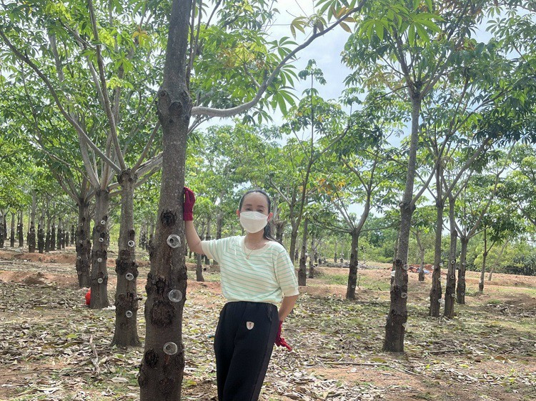 Ninh Thuan co loai nhua cay an nhu to yen, gia tu 220 nghin/kg-Hinh-4