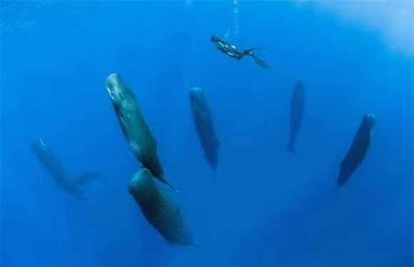 Ca voi la dong vat co vu, su dung phoi, sao chung ngu duoi bien?-Hinh-2