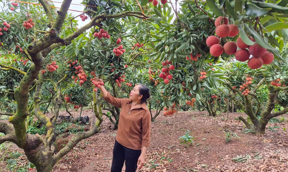 Doc dao vuon vai thieu triu qua, 30 nam khong mat mua