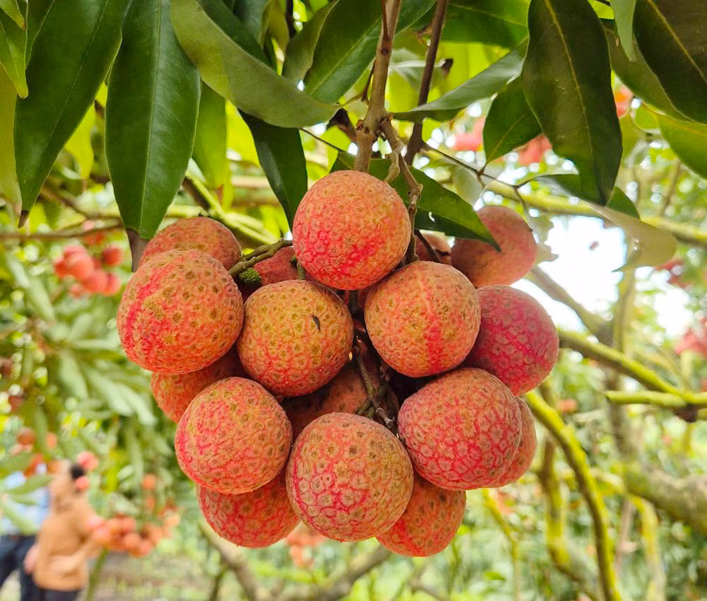 Doc dao vuon vai thieu triu qua, 30 nam khong mat mua-Hinh-2