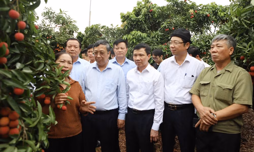 Doc dao vuon vai thieu triu qua, 30 nam khong mat mua-Hinh-3