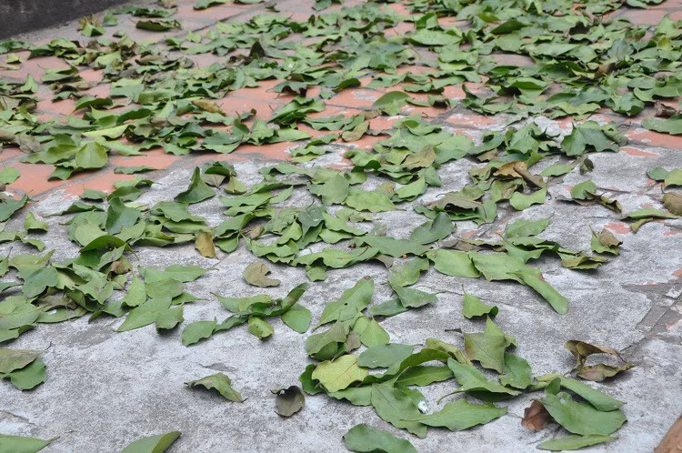 Lao nong Phu Tho thu gan 1 ty/nam nho “loc troi”-Hinh-5