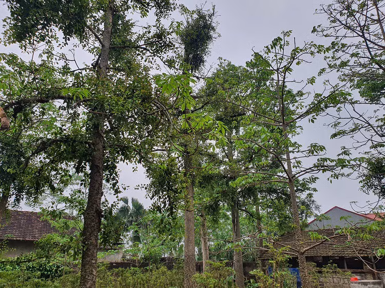 Lao nong Phu Tho thu gan 1 ty/nam nho “loc troi”