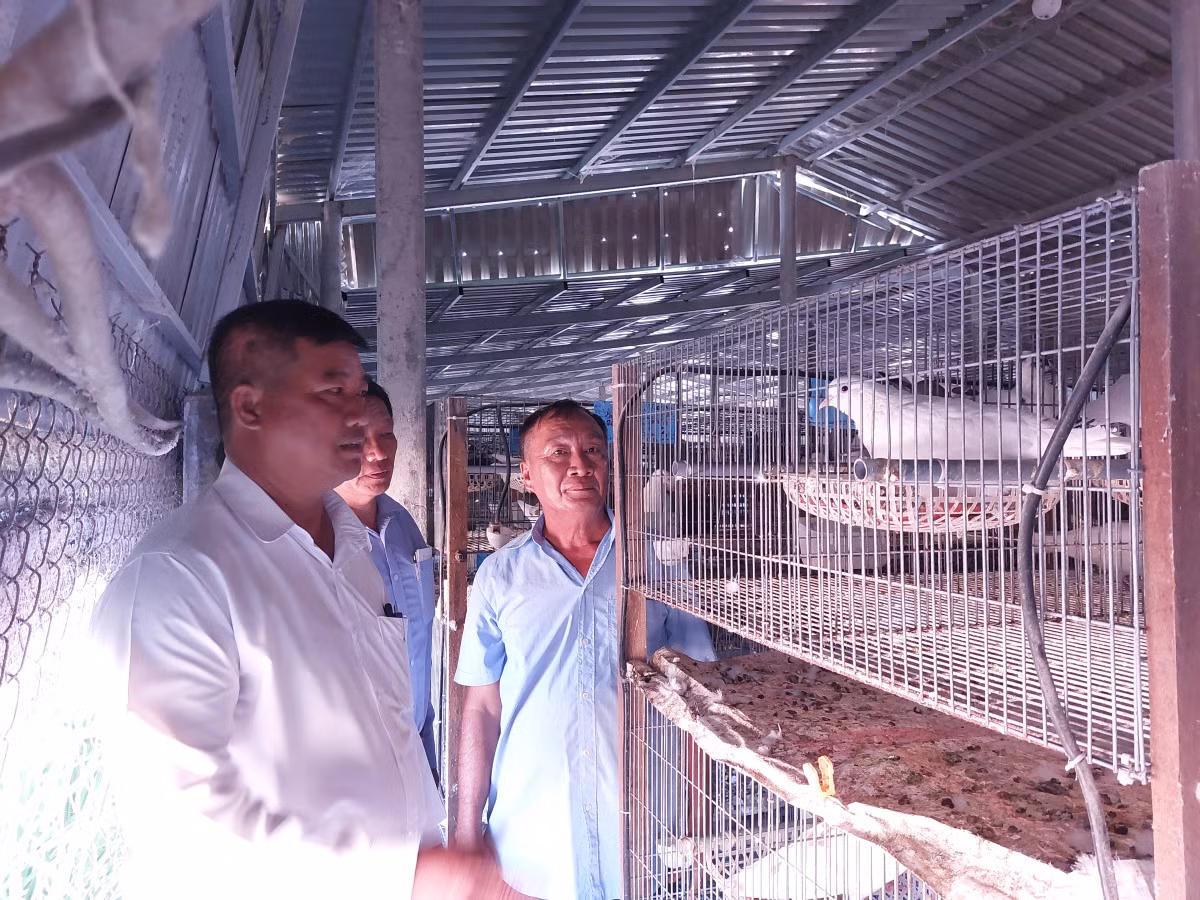 Nuoi bo cau, ong nong dan Long An huong “luong cao” 20 trieu/thang