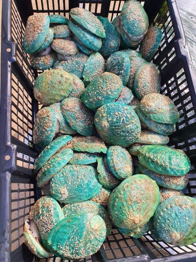 Bao ngu Bich Ho - mon chi danh cho nha giau, nay giam gia manh