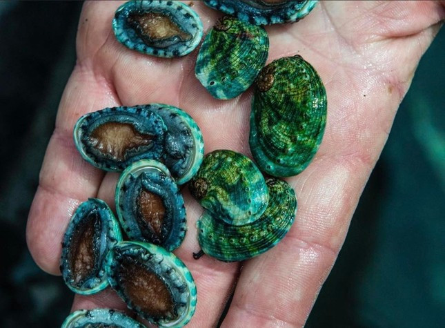 Bao ngu Bich Ho - mon chi danh cho nha giau, nay giam gia manh-Hinh-2