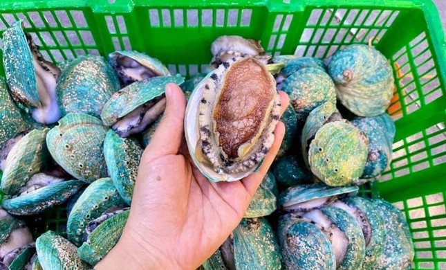 Bao ngu Bich Ho - mon chi danh cho nha giau, nay giam gia manh-Hinh-3