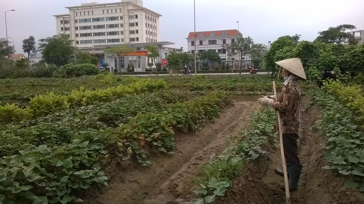 Theo người dân địa phương, họ trồng khoai sắn vì thấy đất bỏ hoang lãng phí. Khi nào triển khai dự án họ sẽ trả lại đất cho chủ đầu tư.