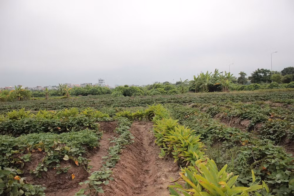 Tuy nhiên, dù là đất vàng nhưng dự án chưa được phê duyệt, nhiều năm qua khu đất này được người dân quanh tận dụng trồng rau sắn, khoai lang.
