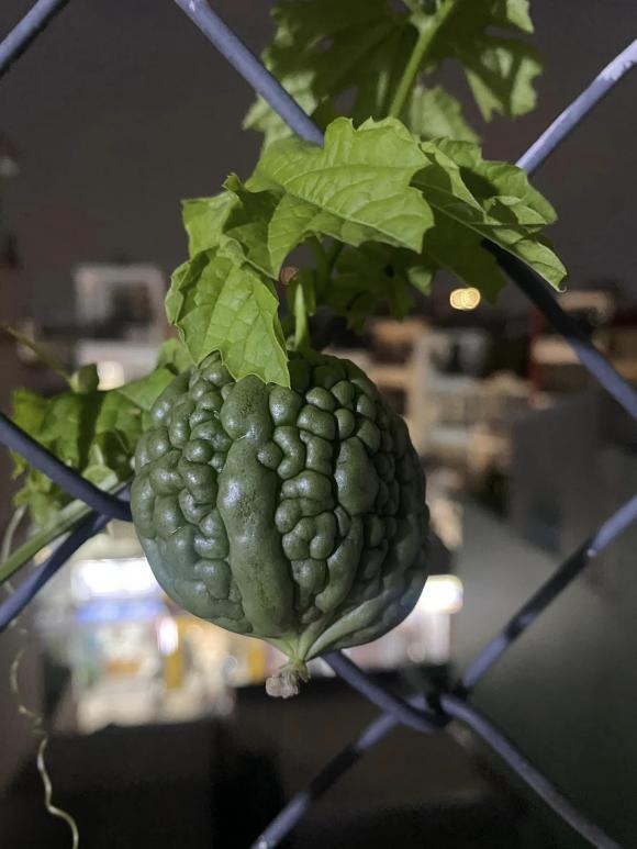 Ca si Pham Truong khoe thanh qua trong rau tren san thuong-Hinh-14